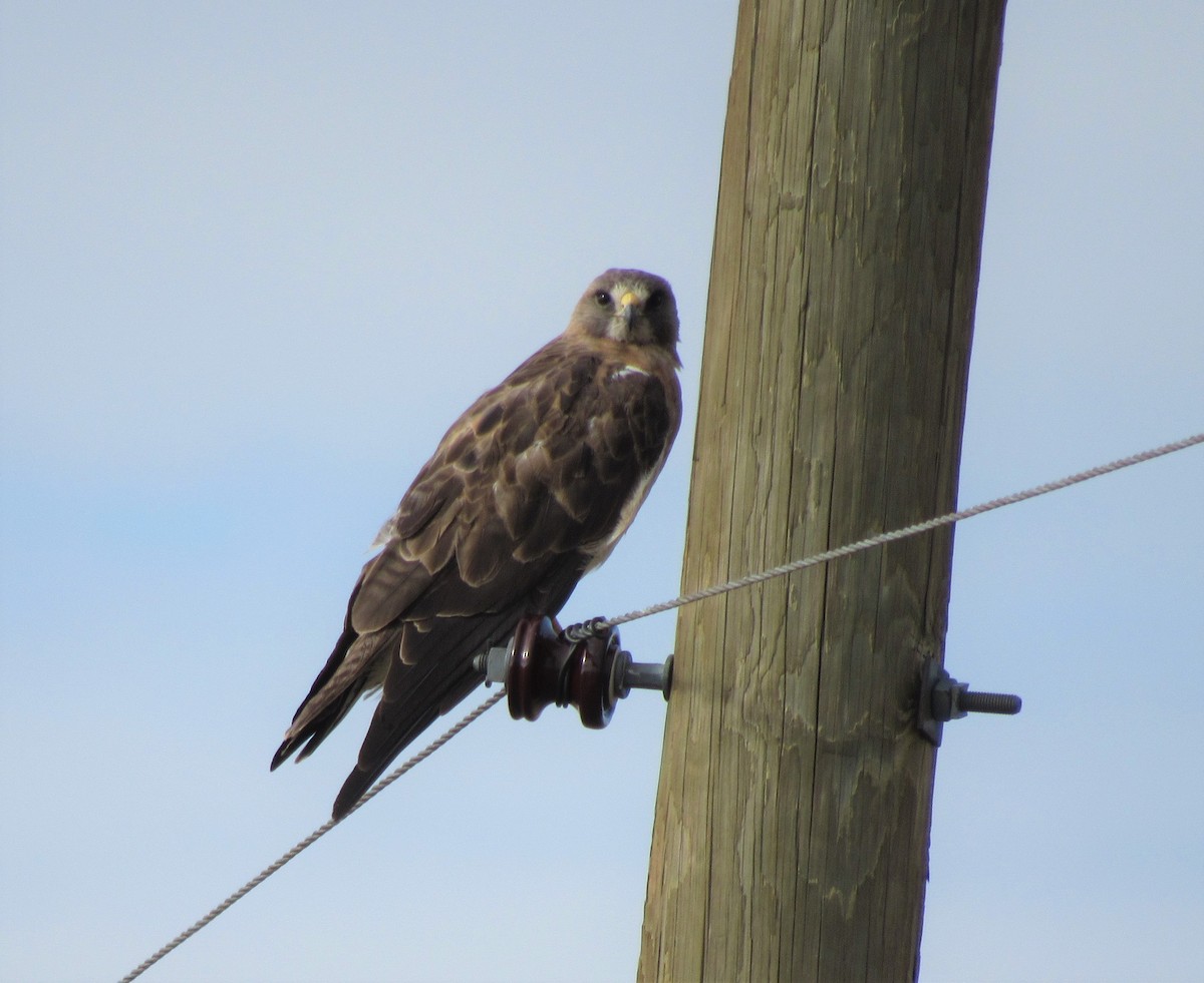 Swainson's Hawk - The Vermont Birder Guy