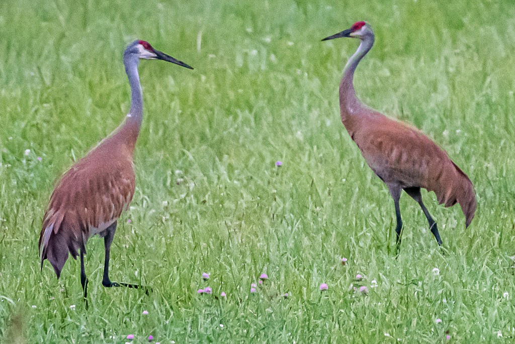 Sandhill Crane - ML350949861
