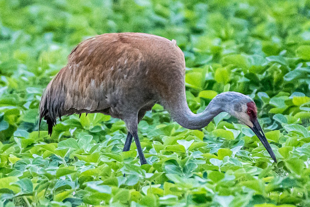 Sandhill Crane - ML350949871