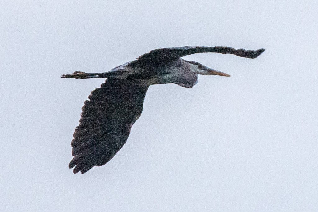 Great Blue Heron - ML350949921