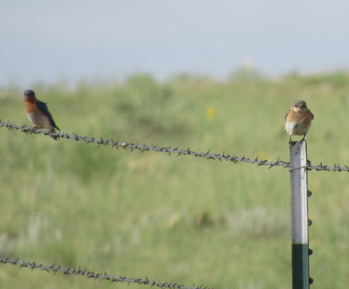 Eastern Bluebird - The Vermont Birder Guy