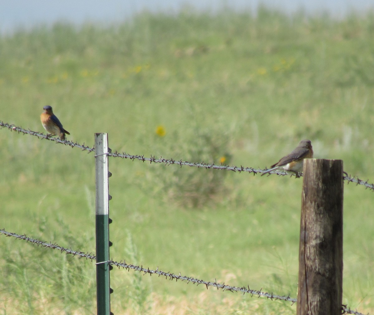 Eastern Bluebird - ML350949991