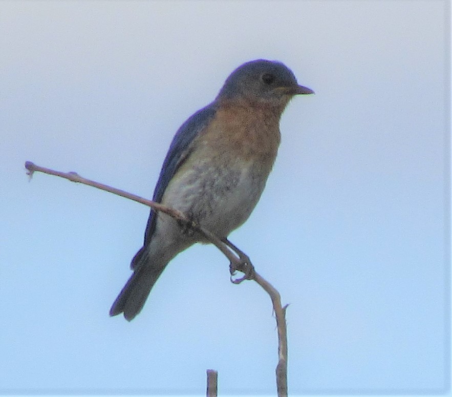 Eastern Bluebird - ML350950011