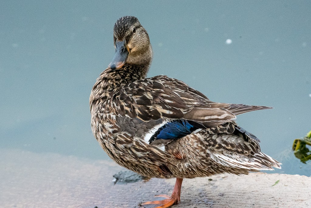 Mallard - ML350950341