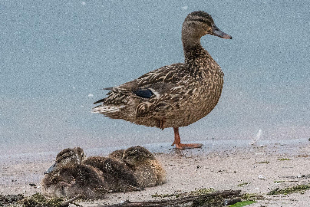 Mallard - ML350950351