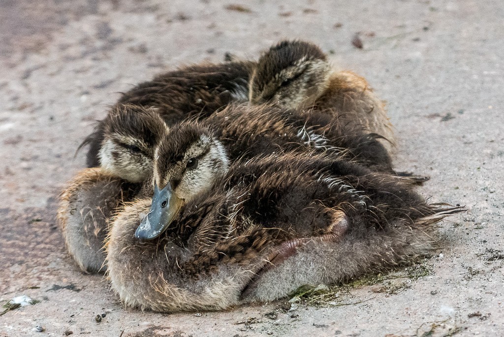 Mallard - ML350950361