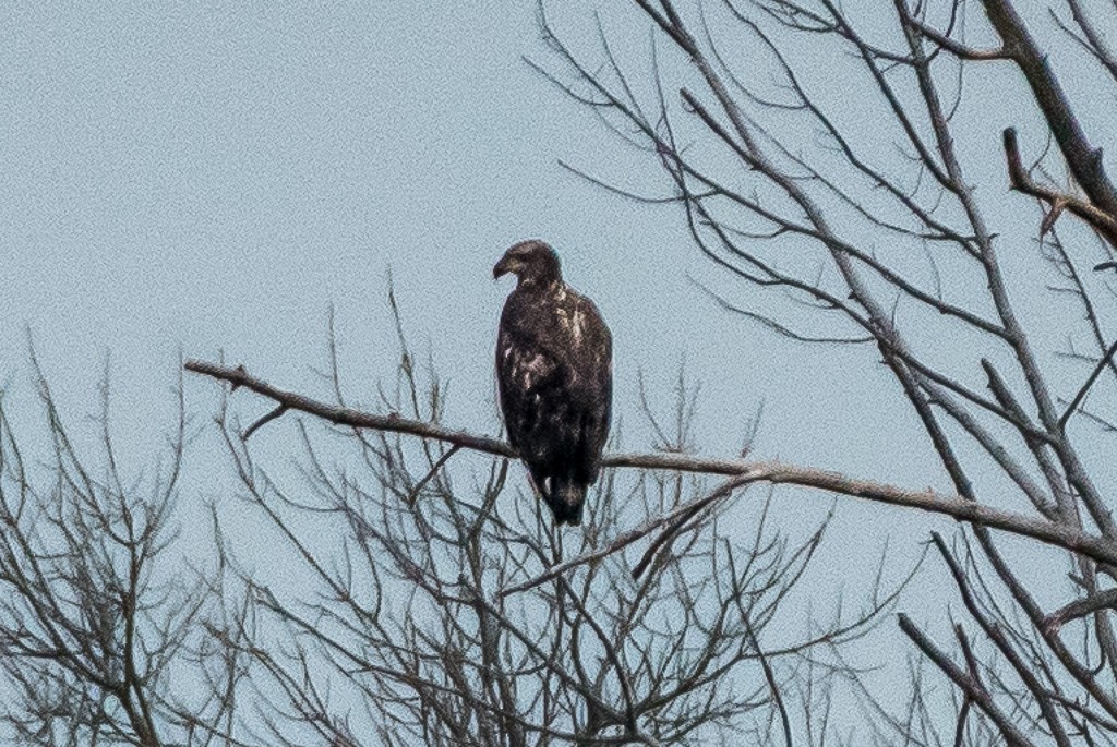 Bald Eagle - ML350950491