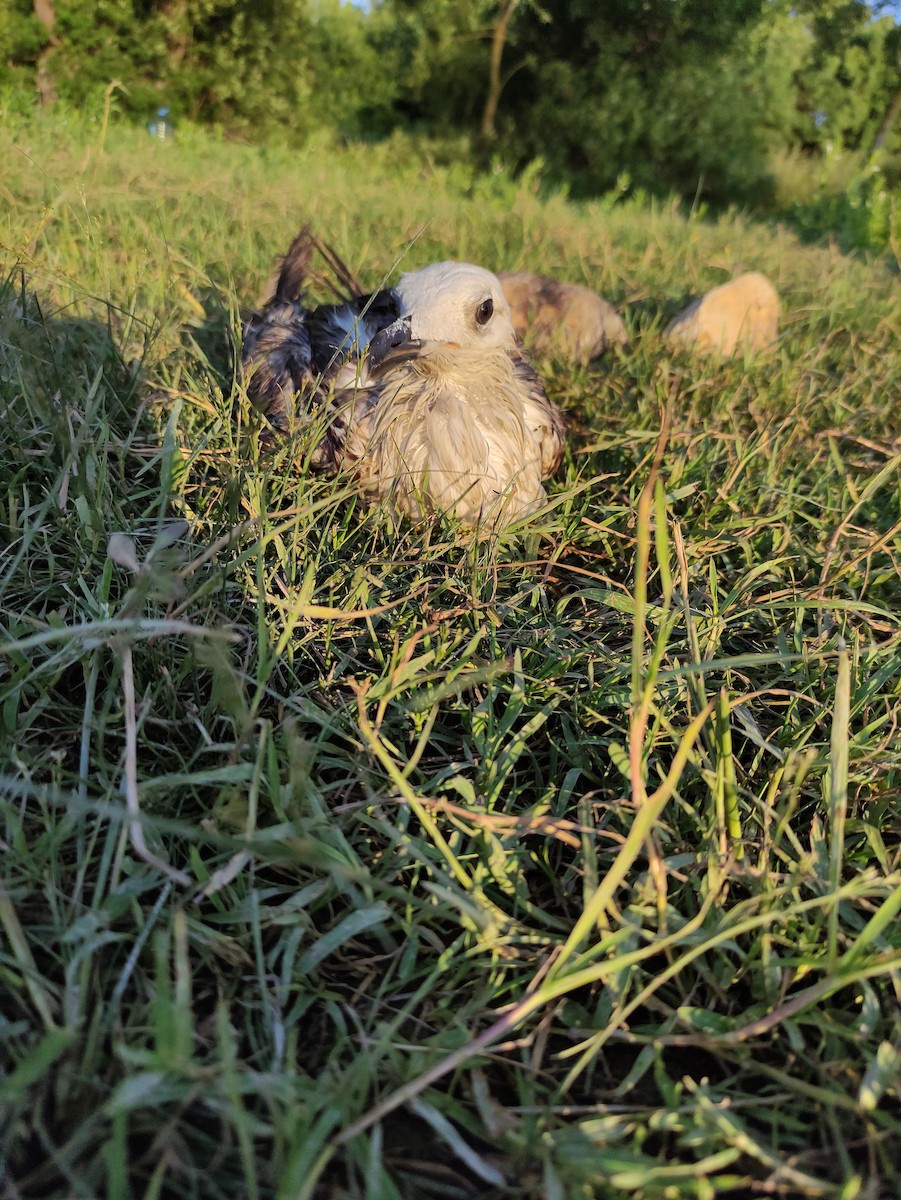 Yellow-legged Gull - ML350951871