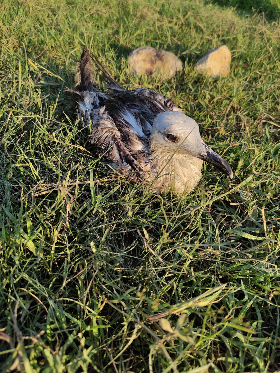 Yellow-legged Gull - ML350952151