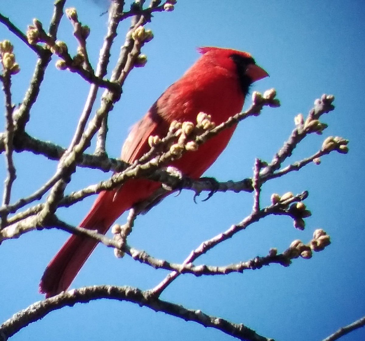 Northern Cardinal - ML350952861