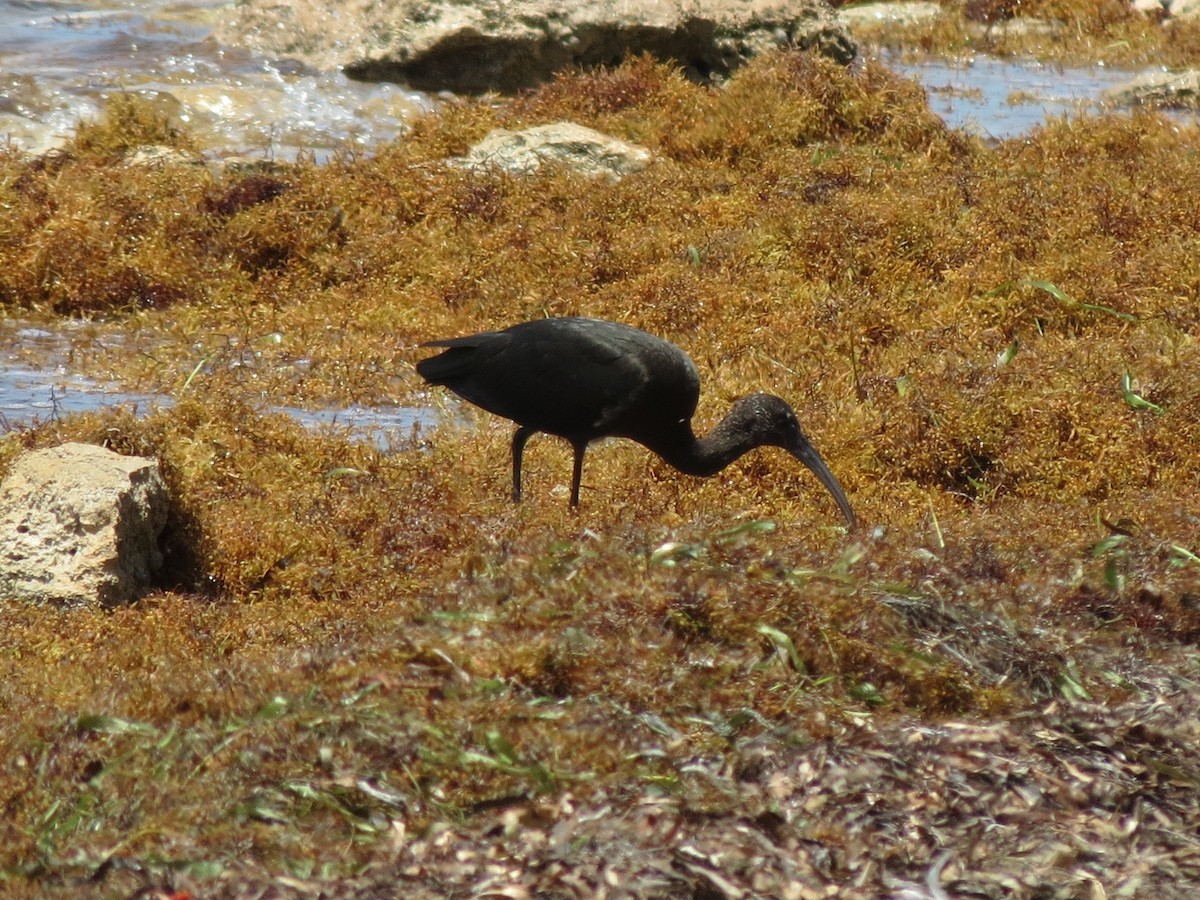 ibis hnědý - ML35095331