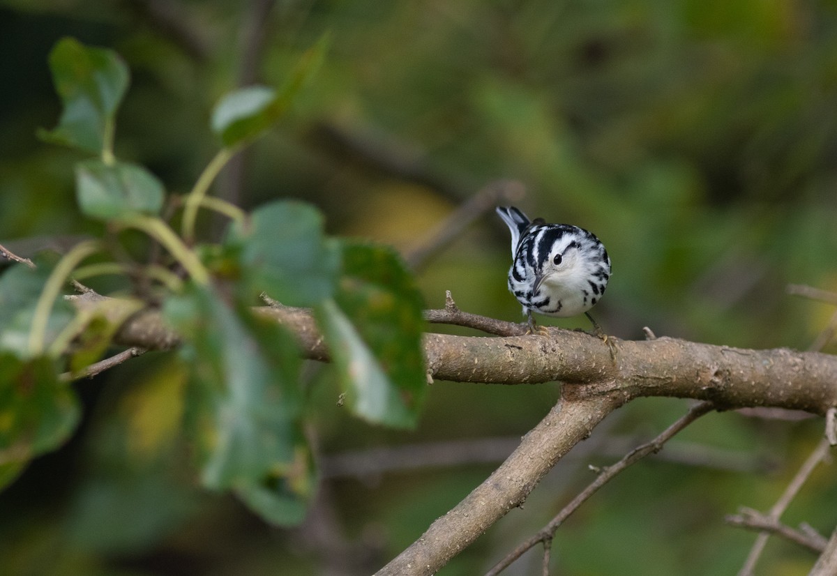 Black-and-white Warbler - ML350953781