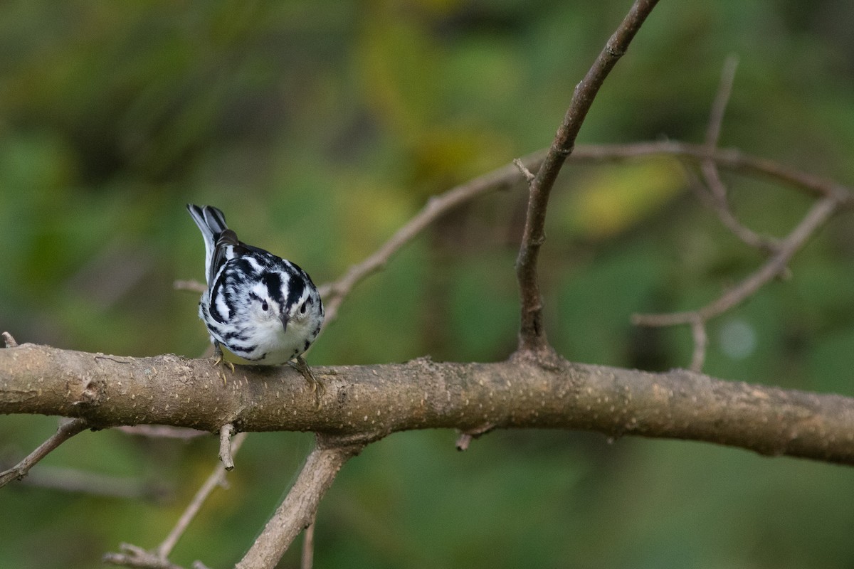 Black-and-white Warbler - ML350953791