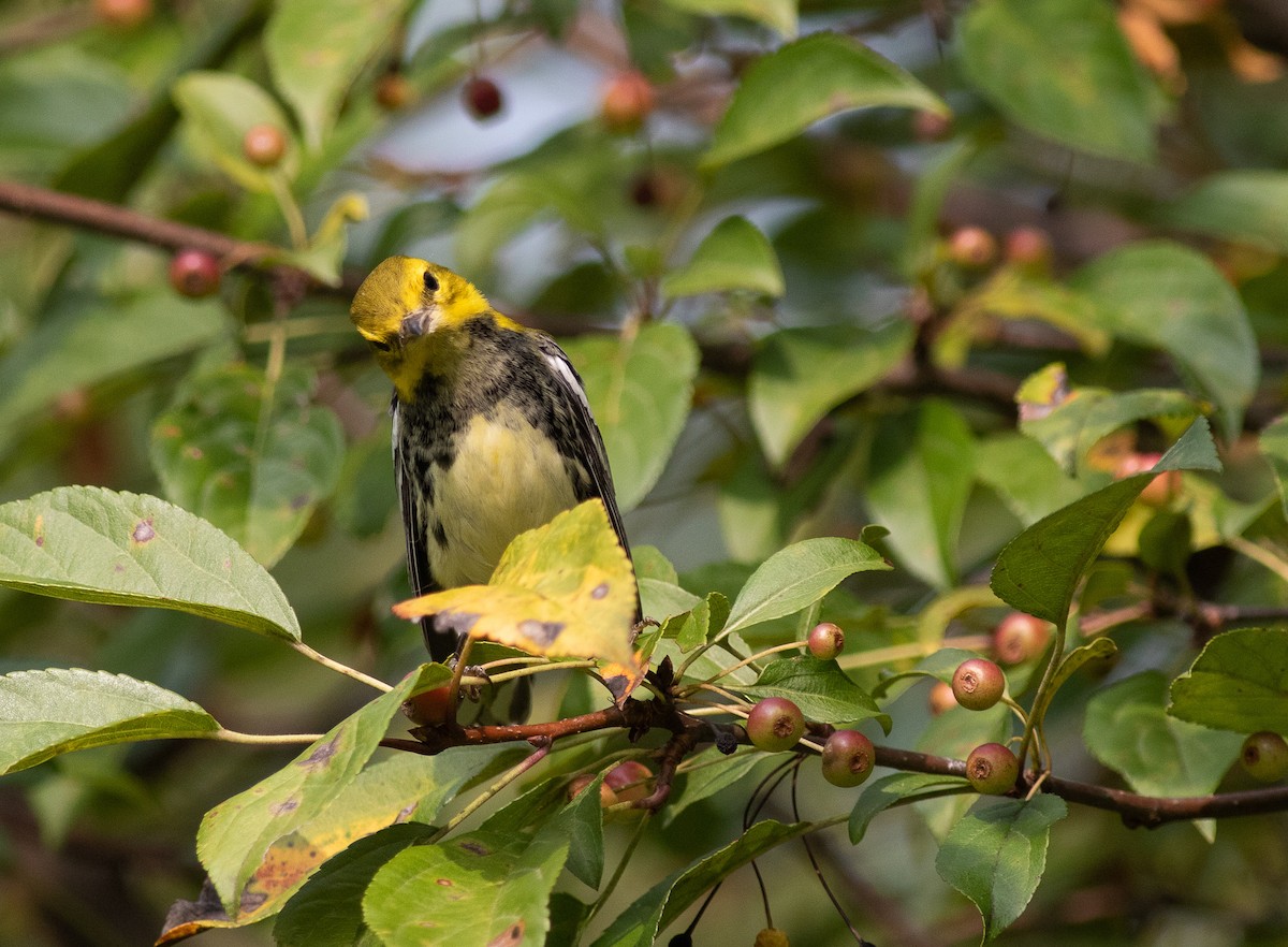 Black-throated Green Warbler - ML350953961