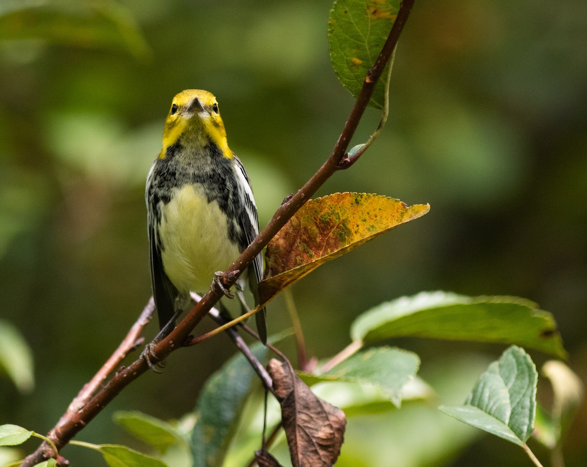 Black-throated Green Warbler - ML350953991