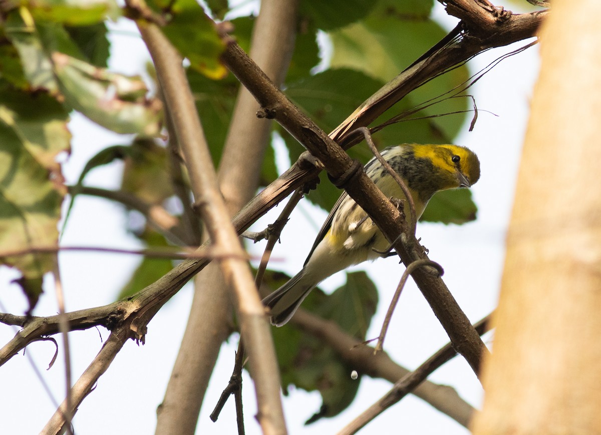 Black-throated Green Warbler - ML350954001