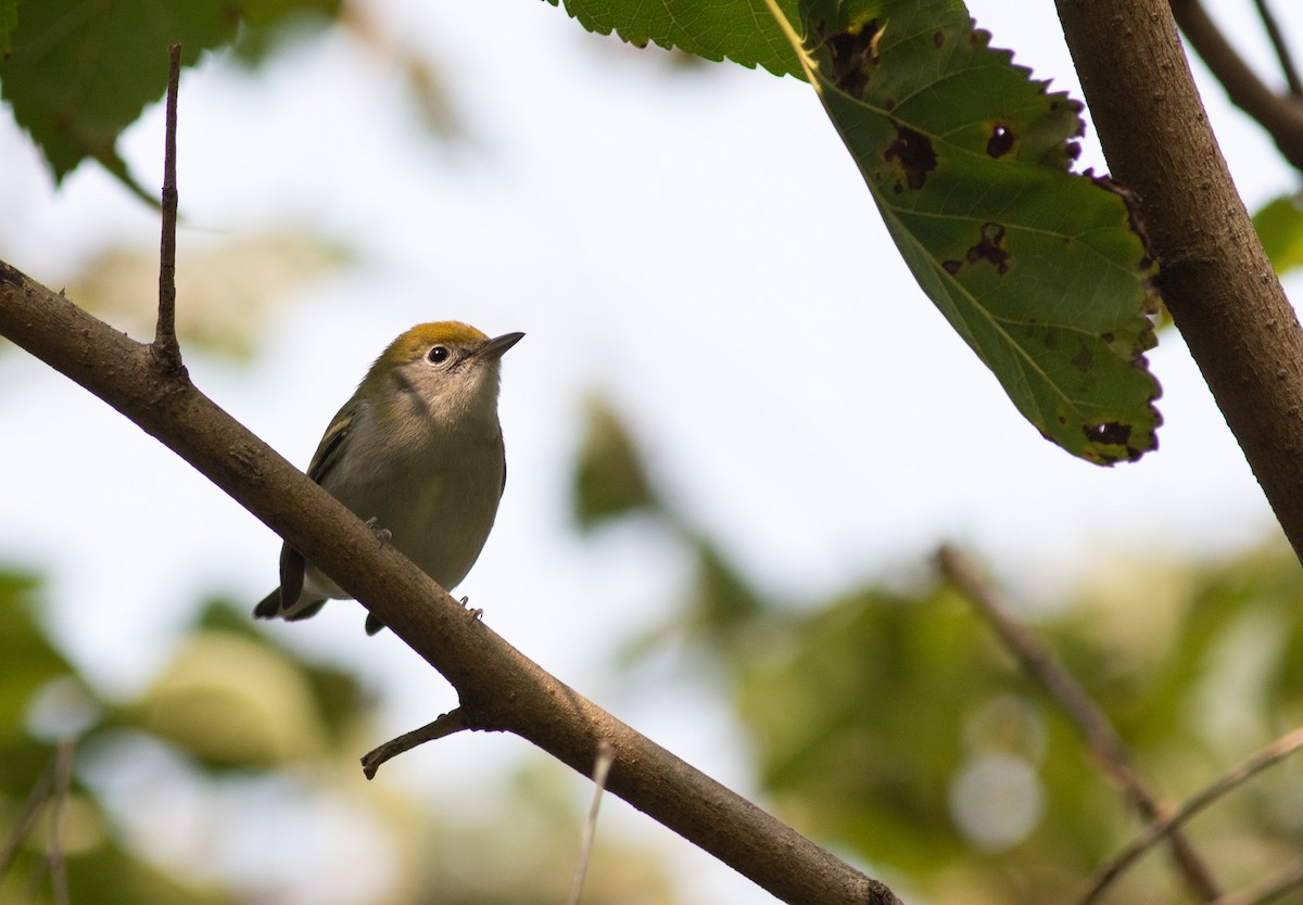 Chestnut-sided Warbler - ML350954151