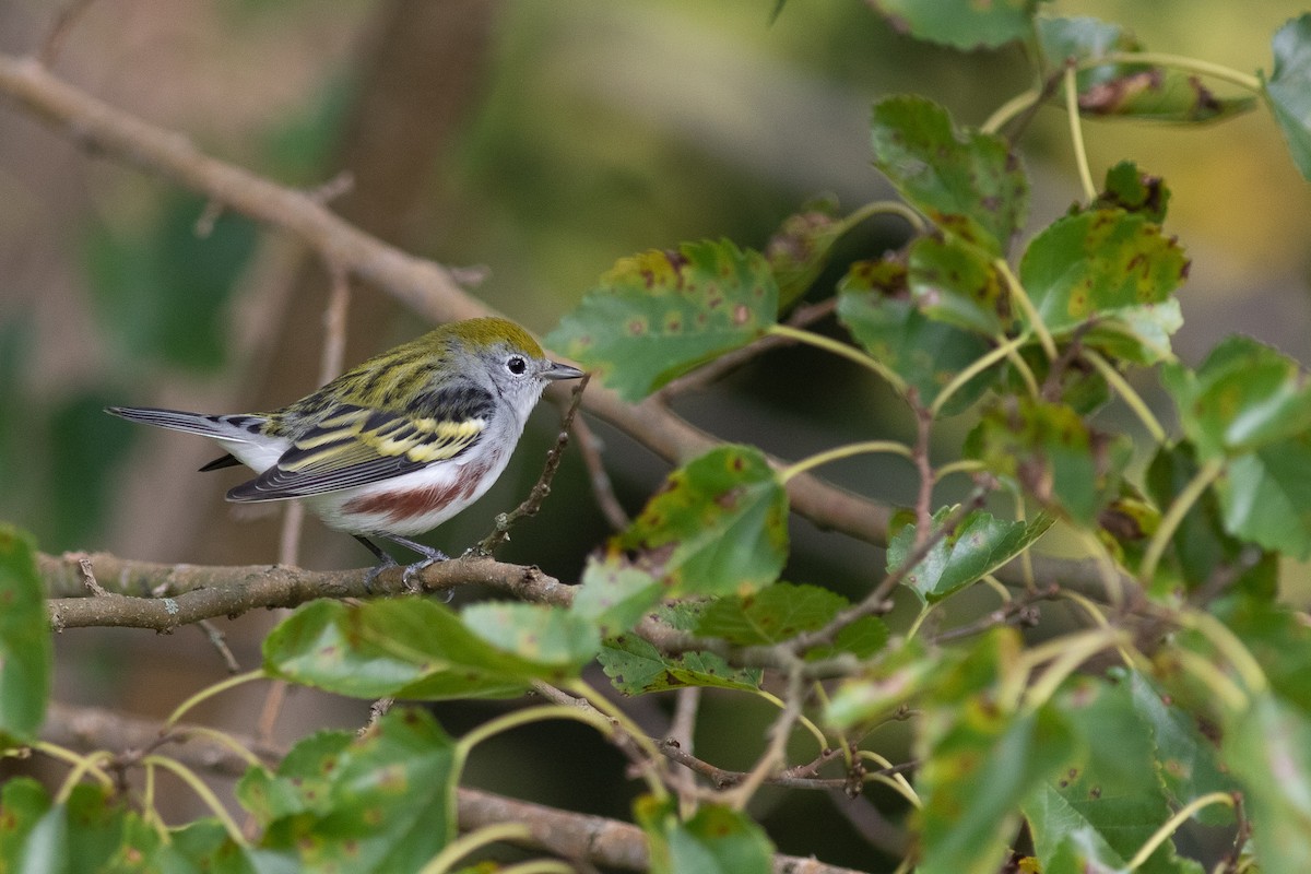 Chestnut-sided Warbler - ML350954171