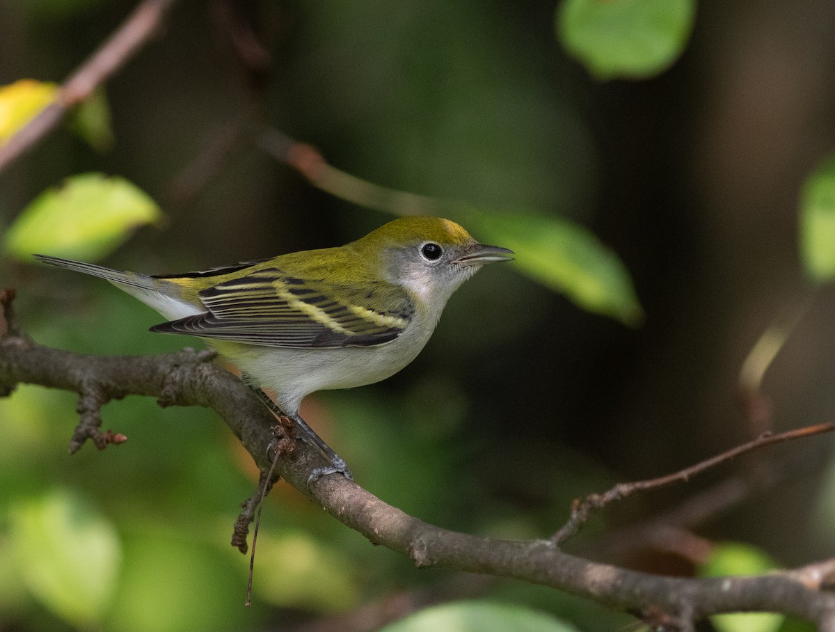 Chestnut-sided Warbler - ML350954191