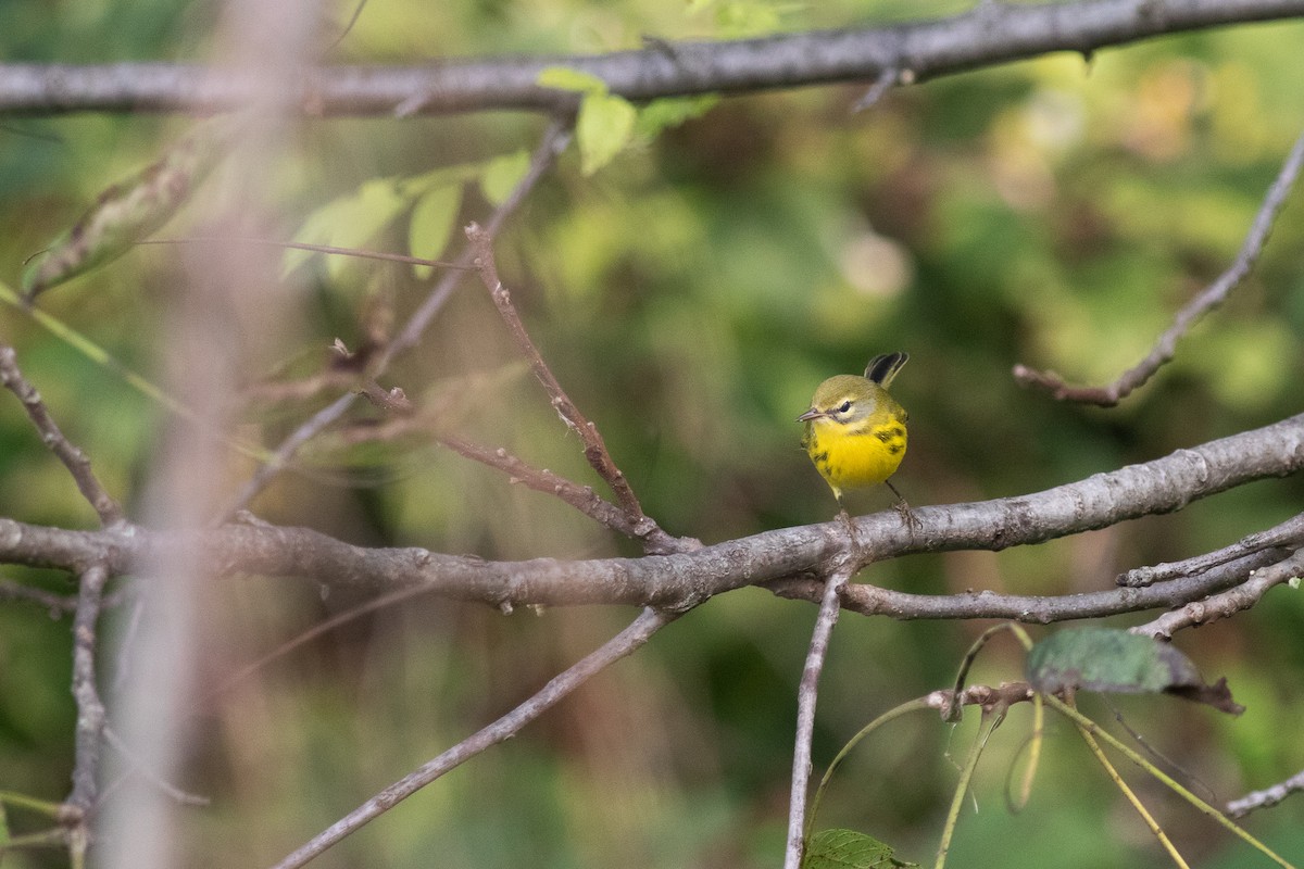 Prairie Warbler - ML350954201