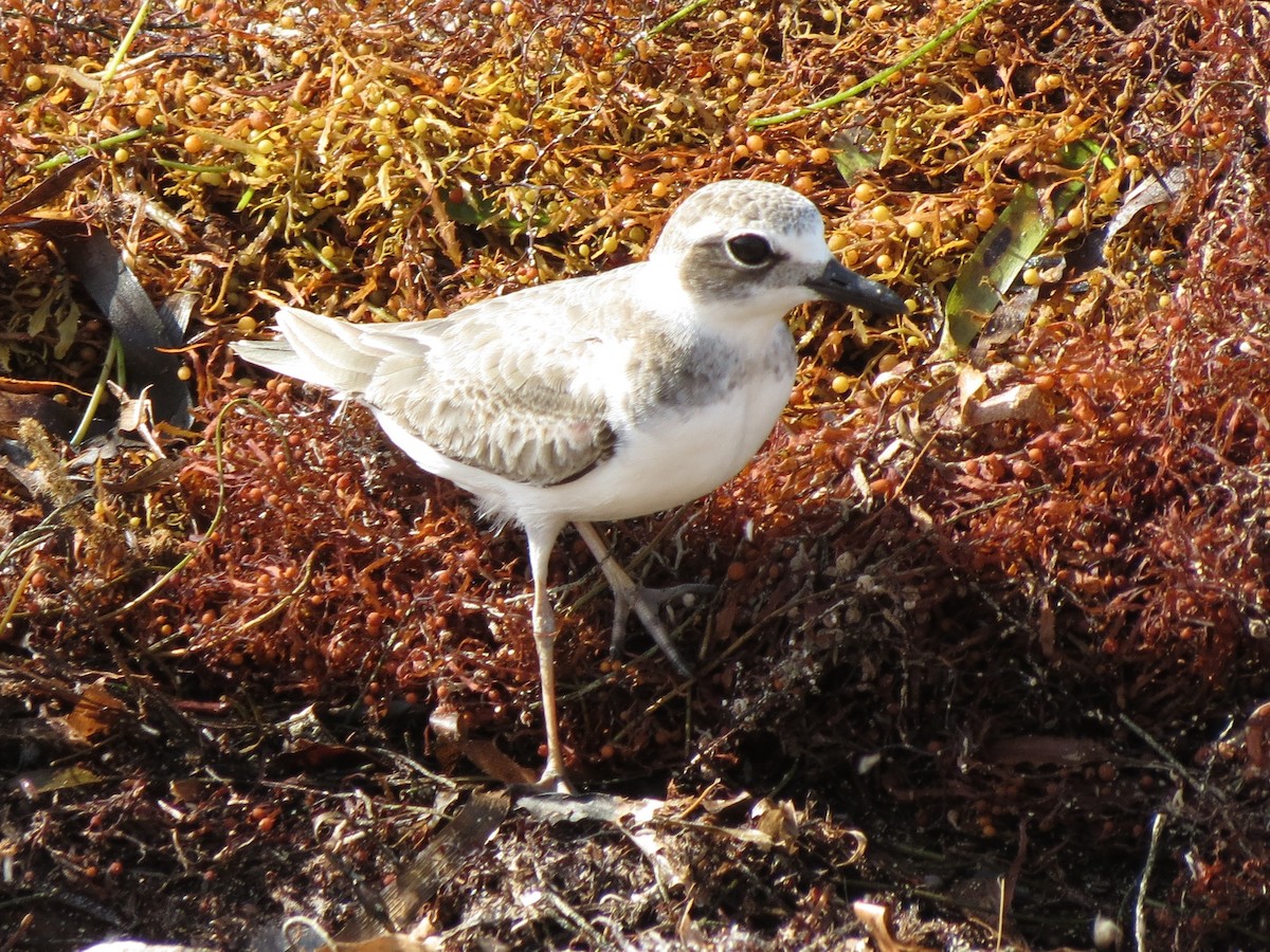 Wilson's Plover - ML35095421