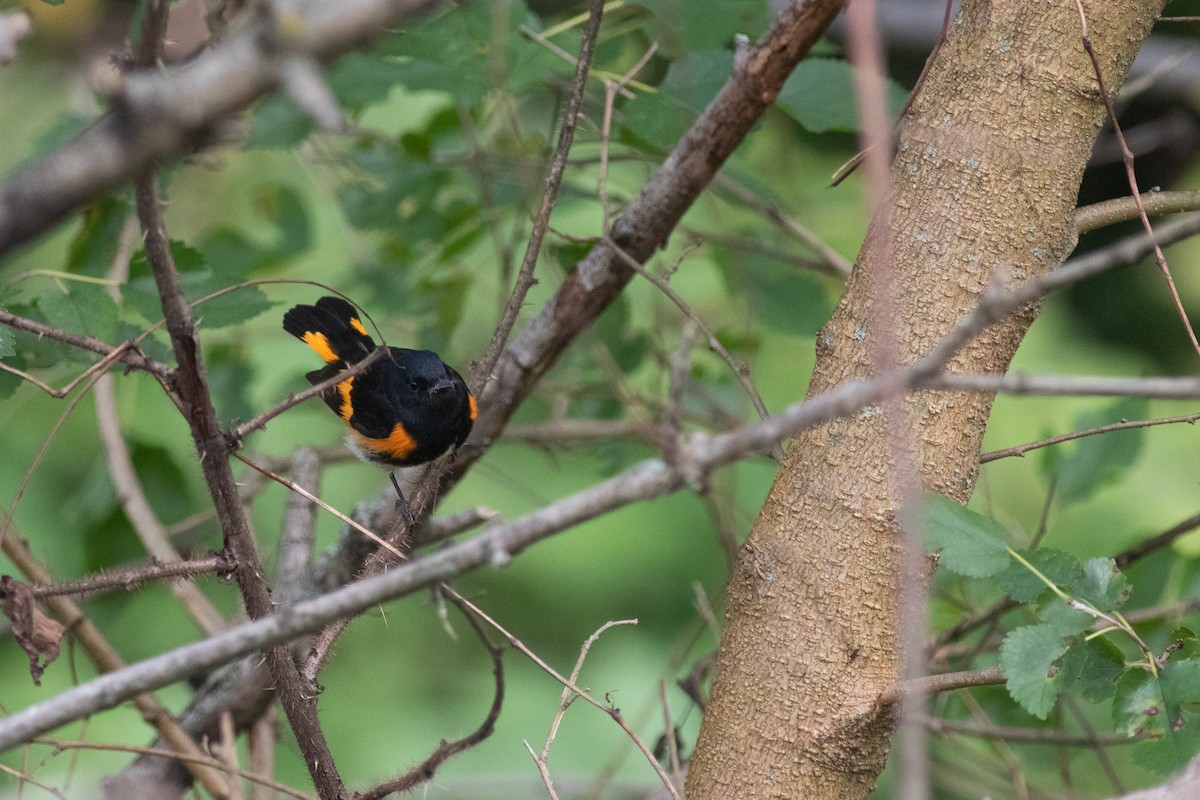 American Redstart - ML350954361