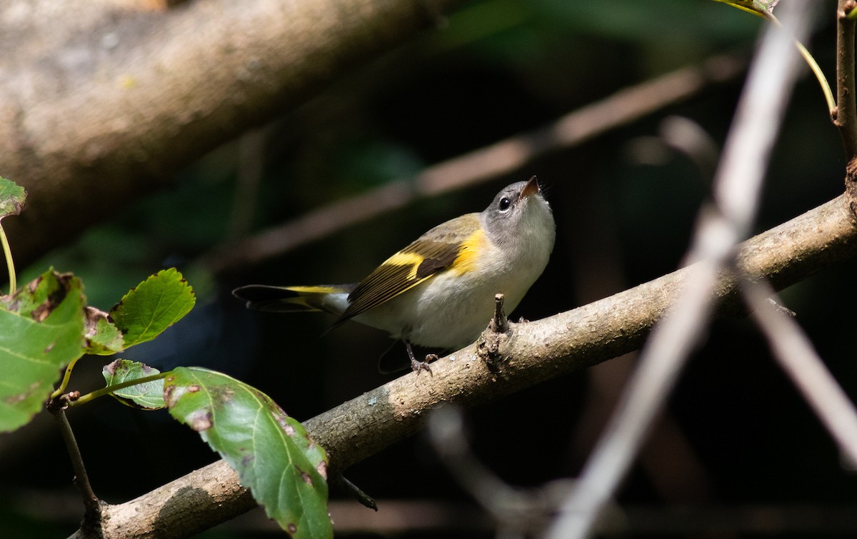 American Redstart - ML350954381