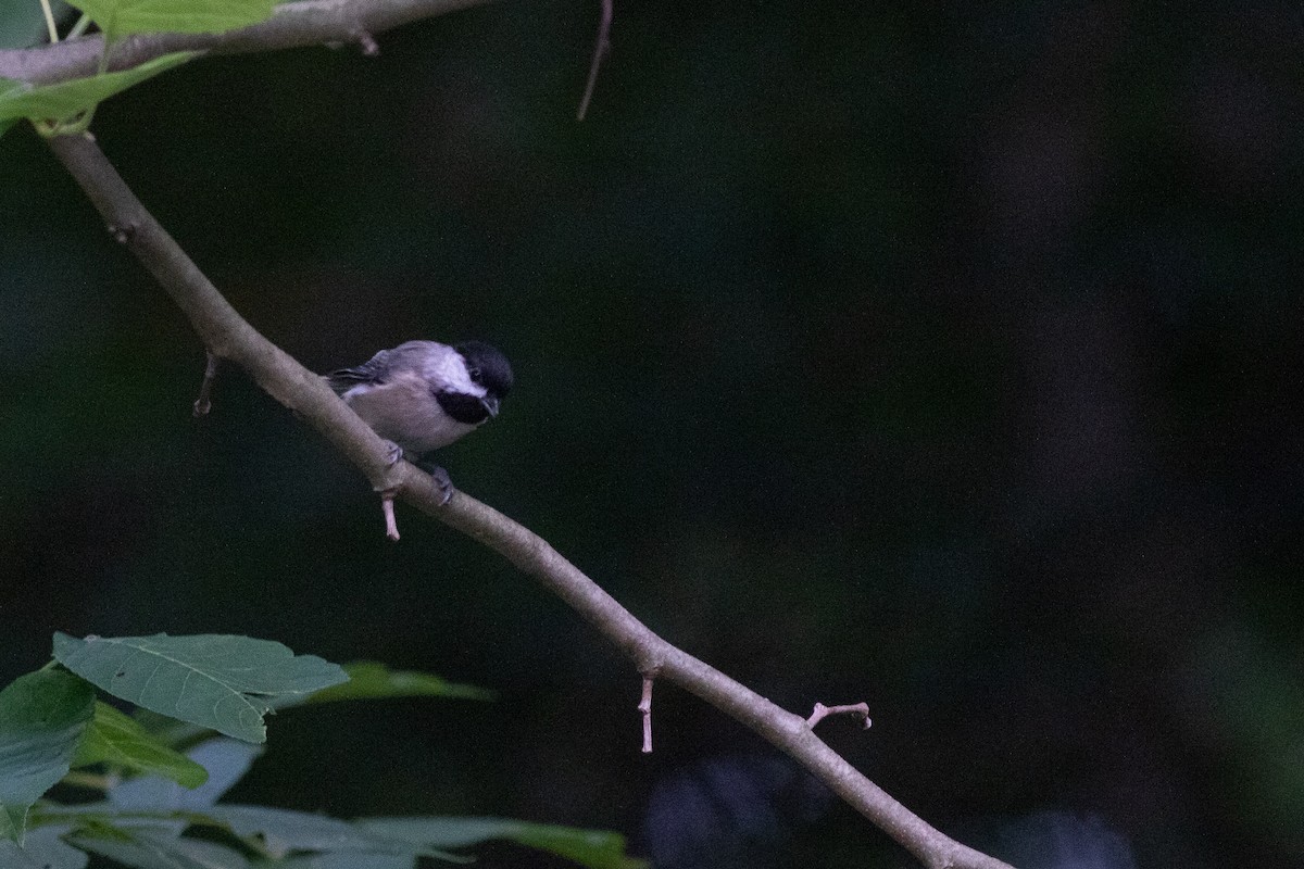 Mésange de Caroline - ML350955001