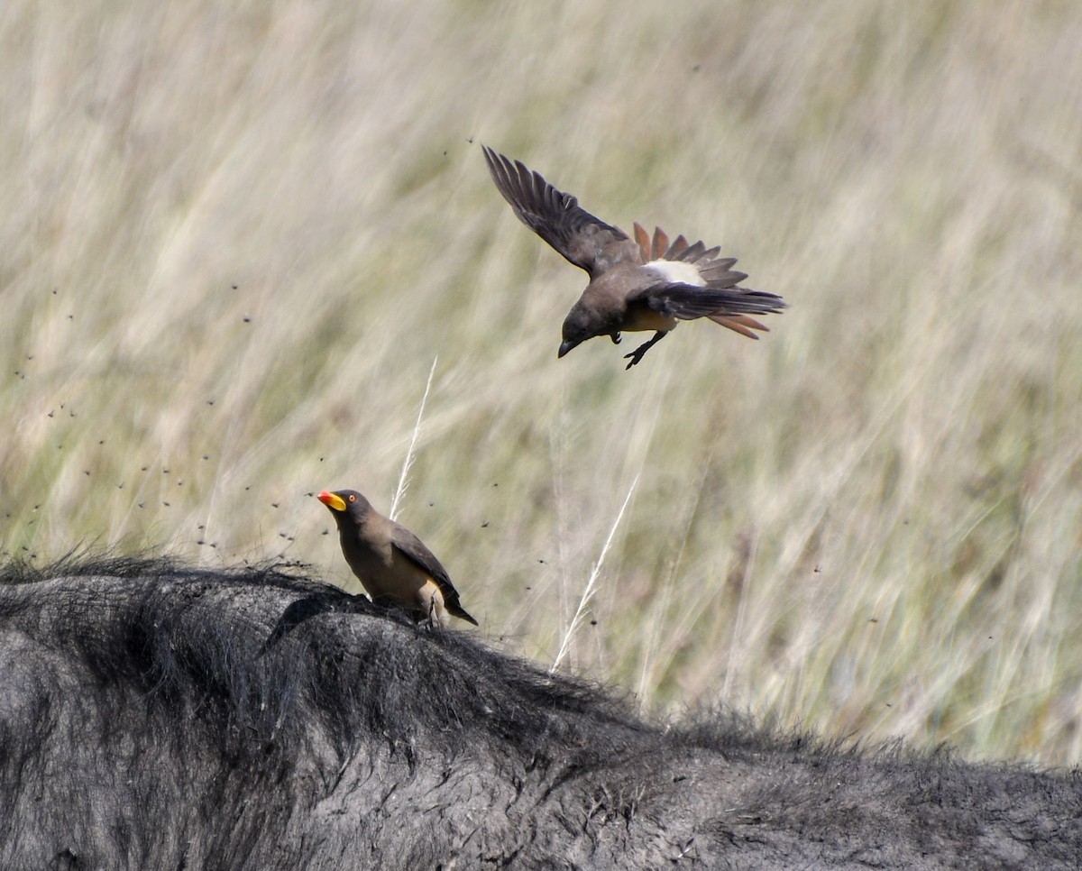 Yellow-billed Oxpecker - Denise Van Peursem