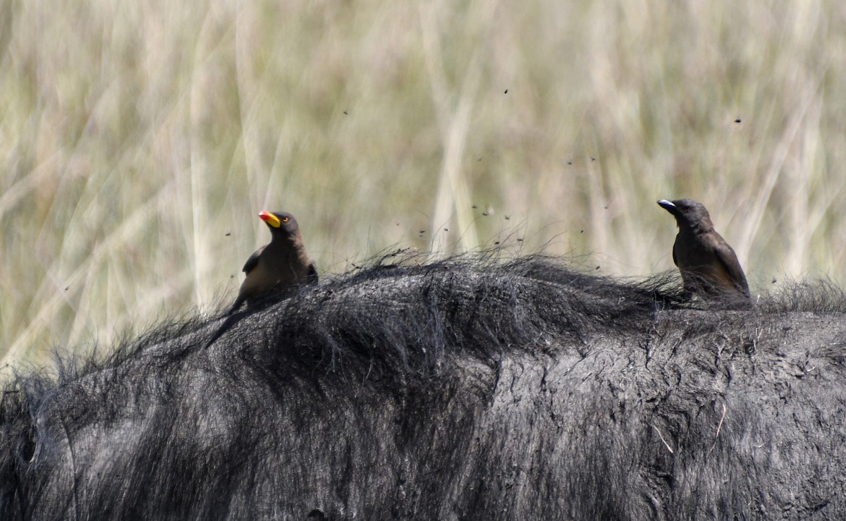 Yellow-billed Oxpecker - Denise Van Peursem