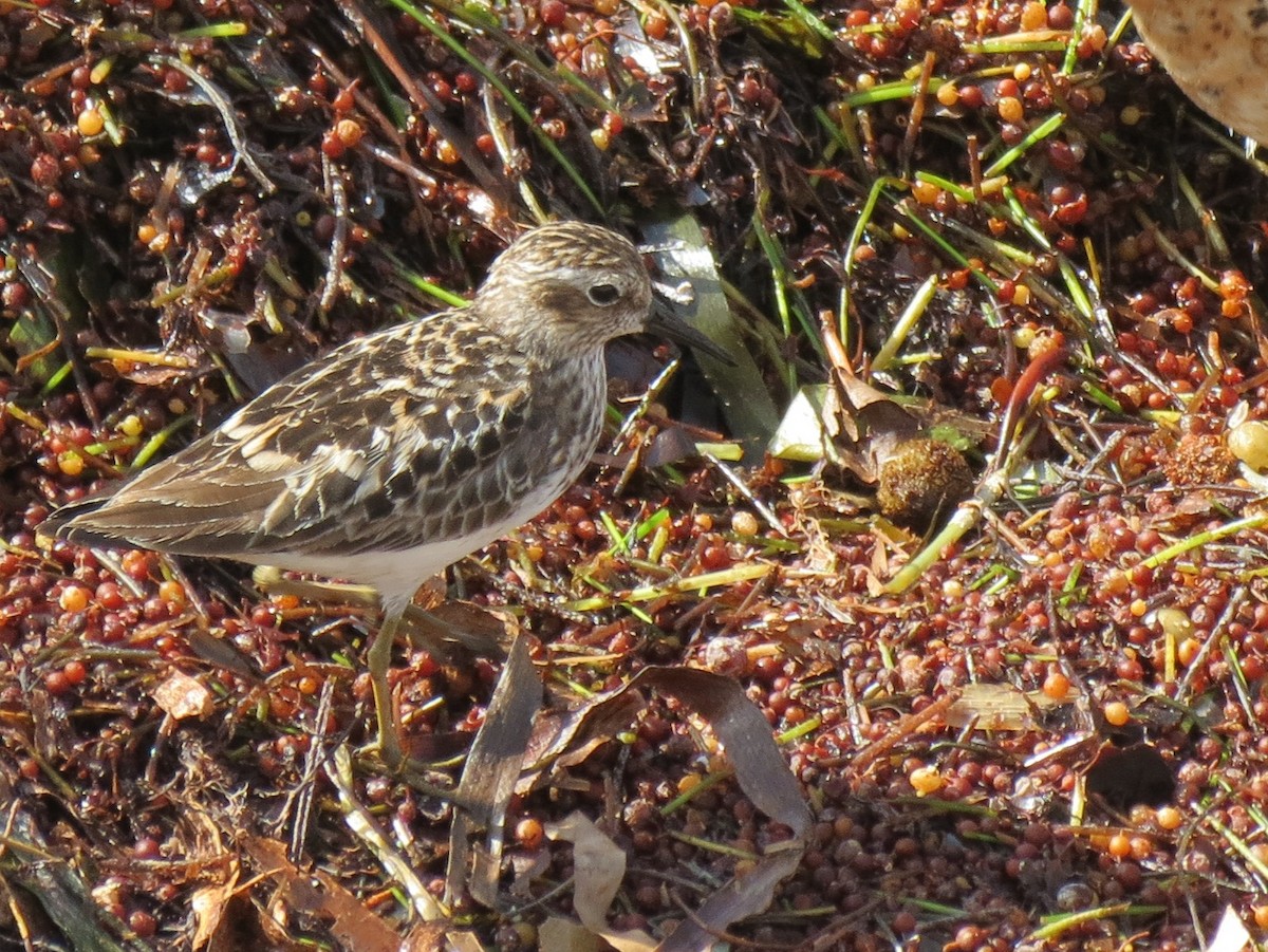 Least Sandpiper - ML35095521