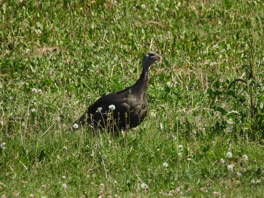 Guajolote Gallipavo - ML350955281