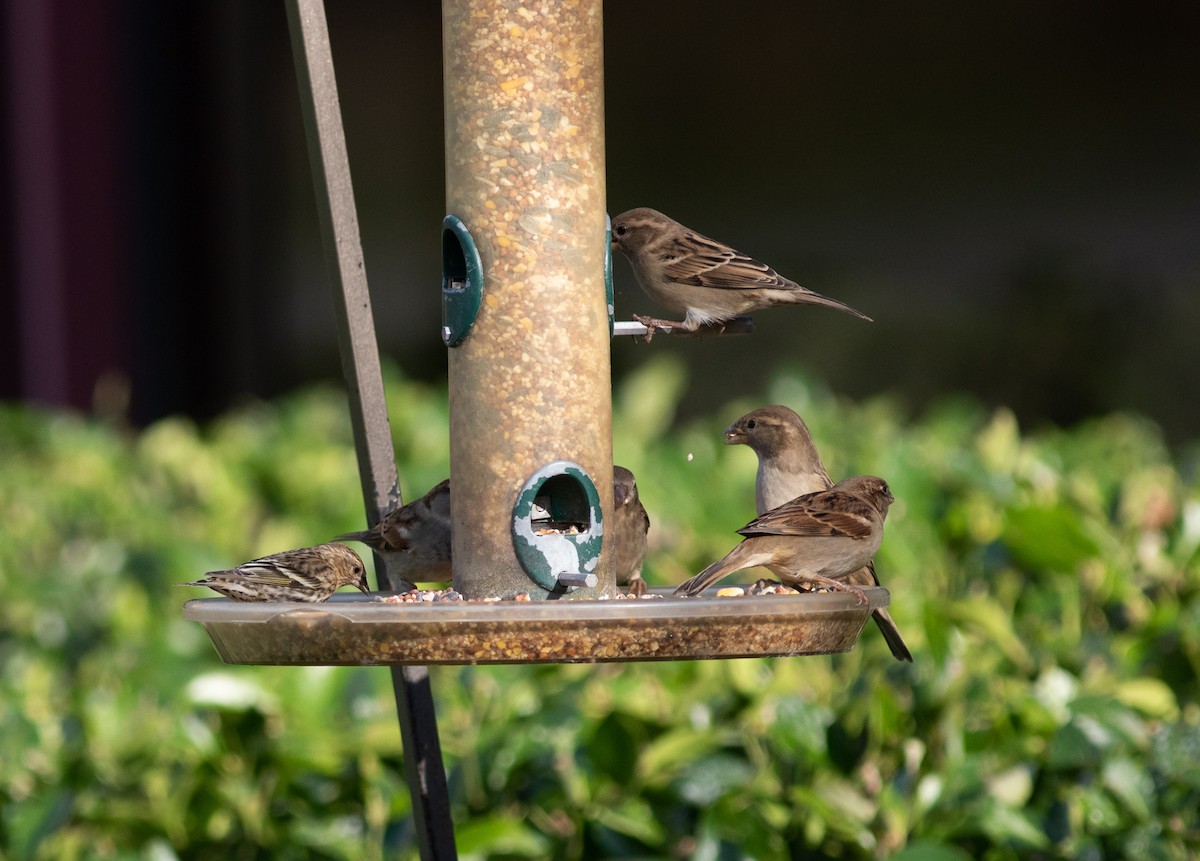 Pine Siskin - ML350955671