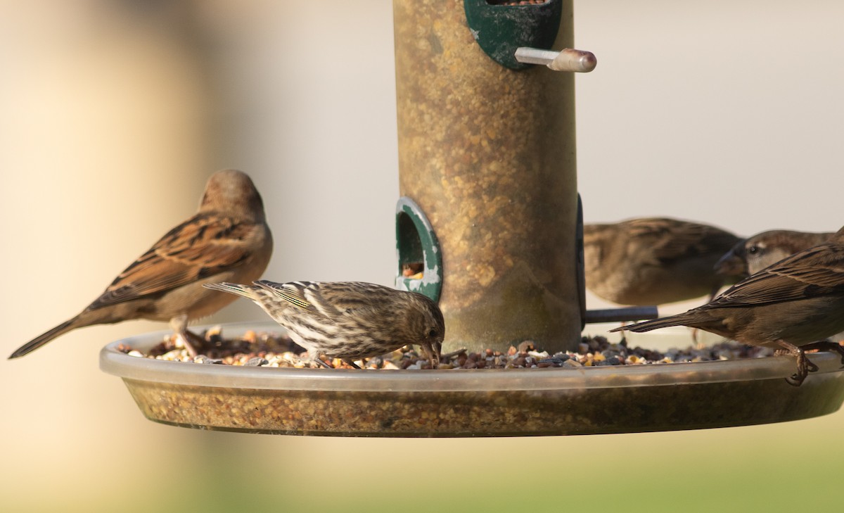 Pine Siskin - ML350955691