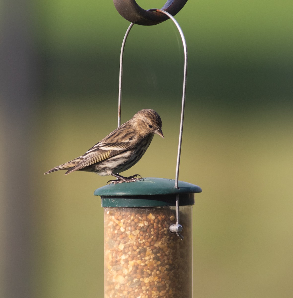 Pine Siskin - ML350955701