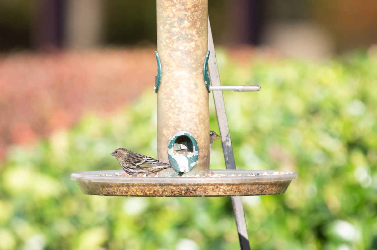 Pine Siskin - ML350955711