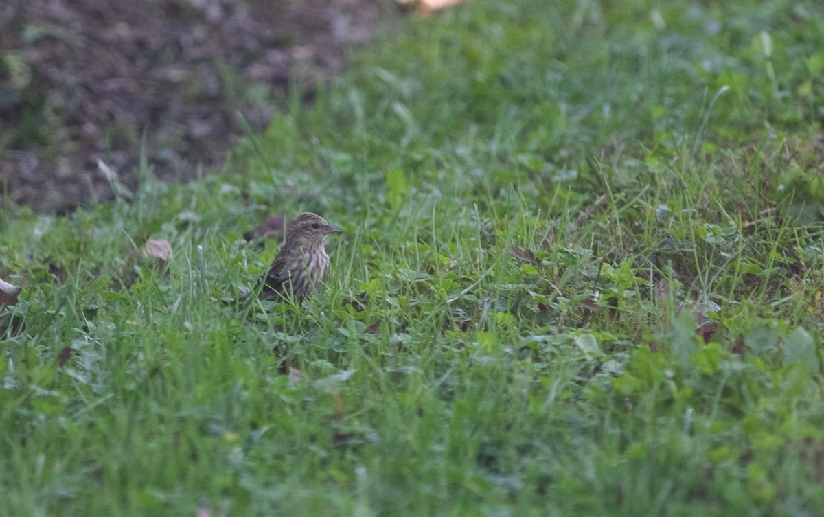 Pine Siskin - ML350955801