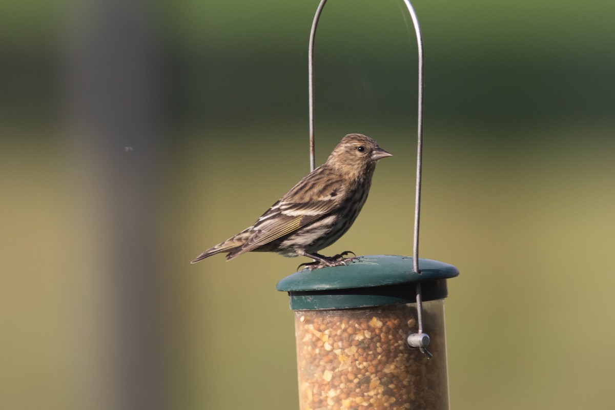 Pine Siskin - ML350955811