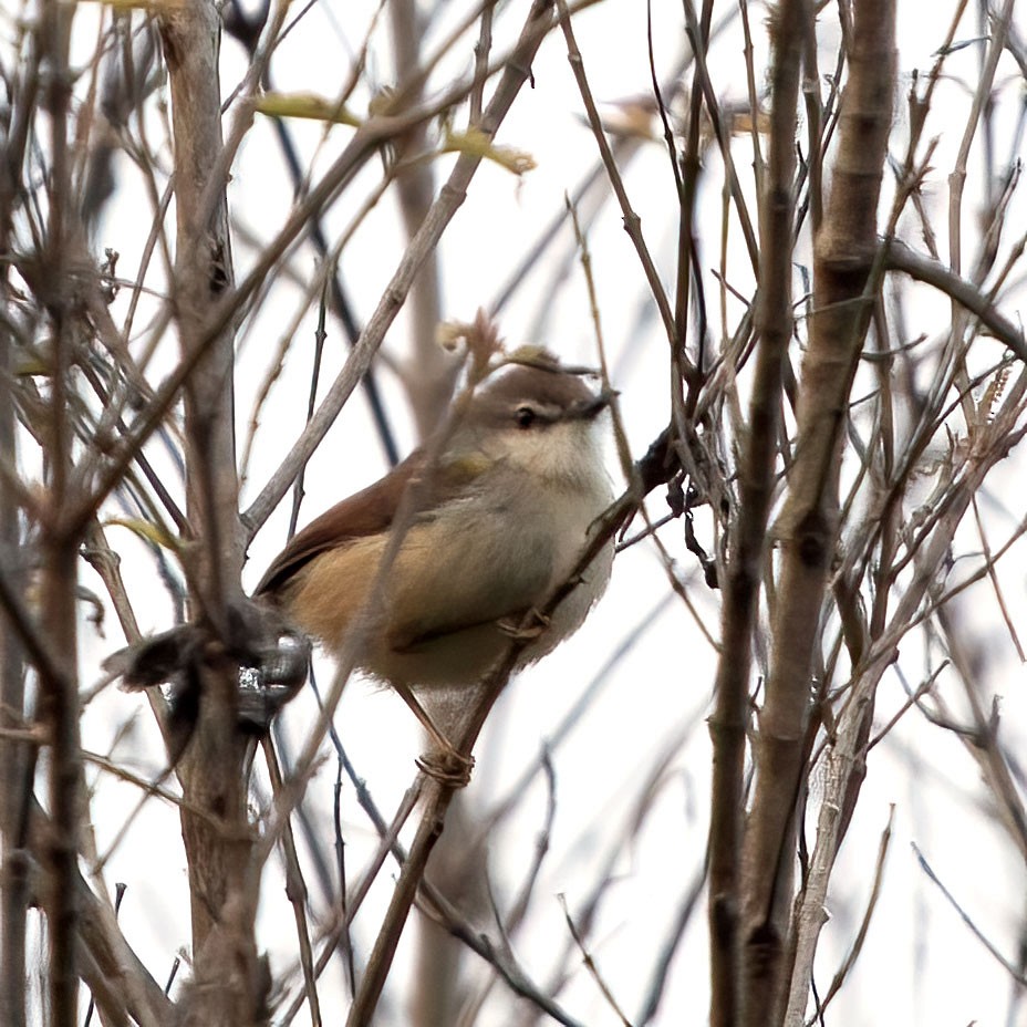 Gray-breasted Prinia - ML350956211
