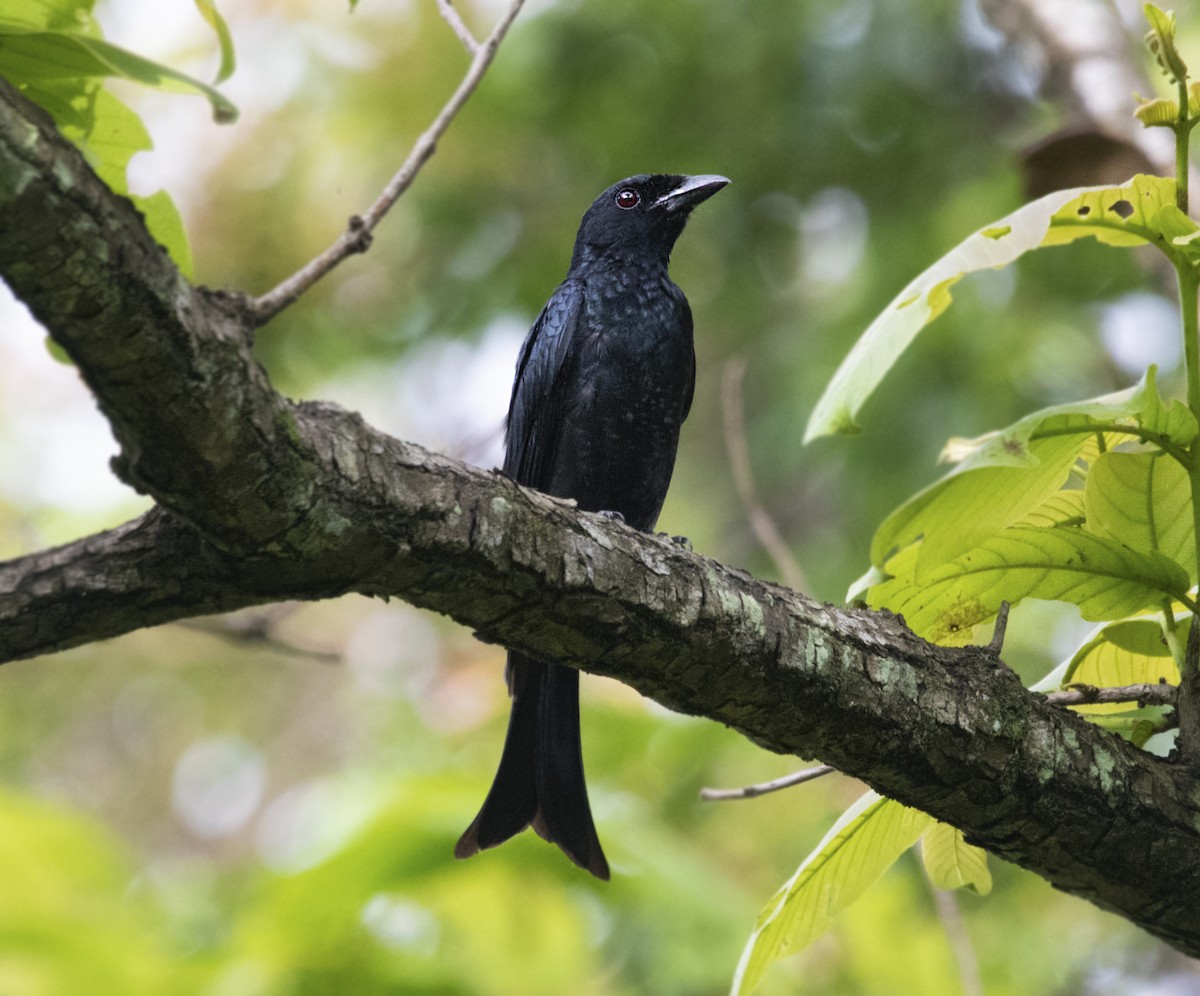 Crow-billed Drongo - Sourav Das