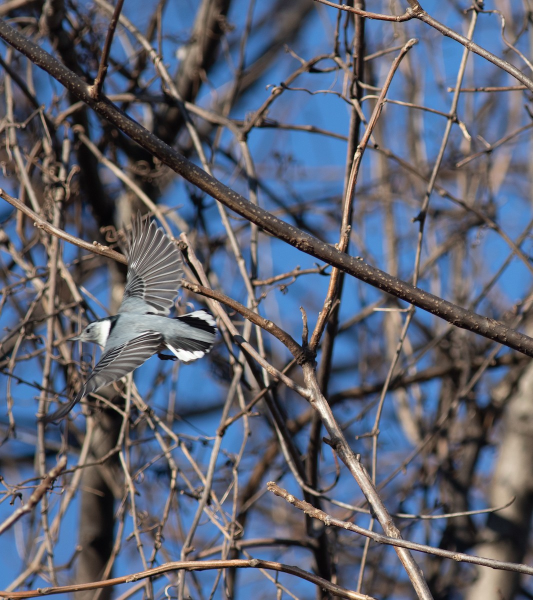 White-breasted Nuthatch - Brian Quindlen