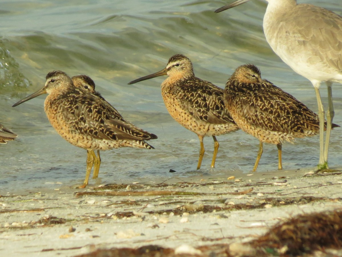 Short-billed Dowitcher (hendersoni) - Brian Ahern