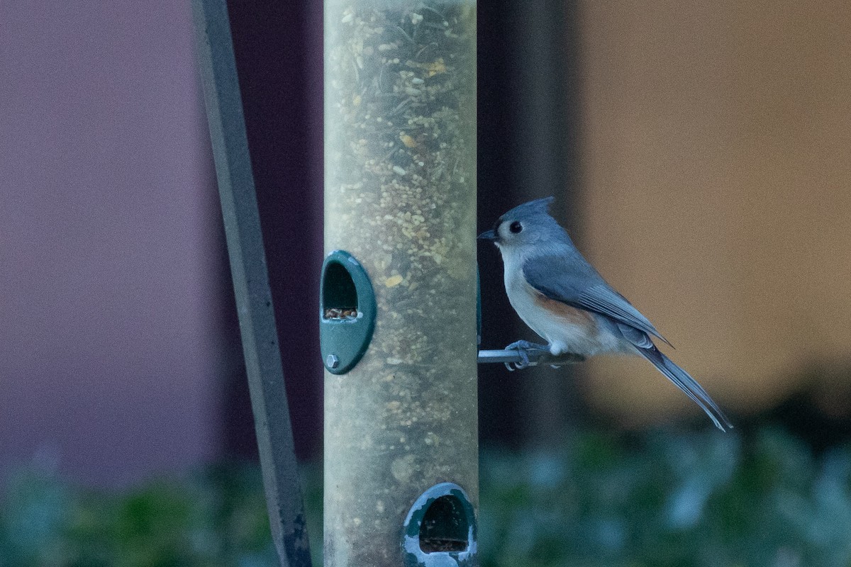 Tufted Titmouse - Brian Quindlen