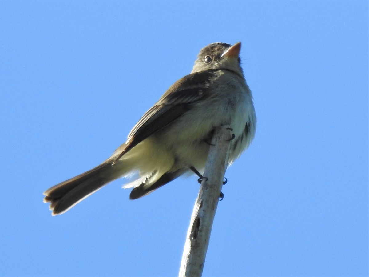 Mosquero Saucero - ML350958391