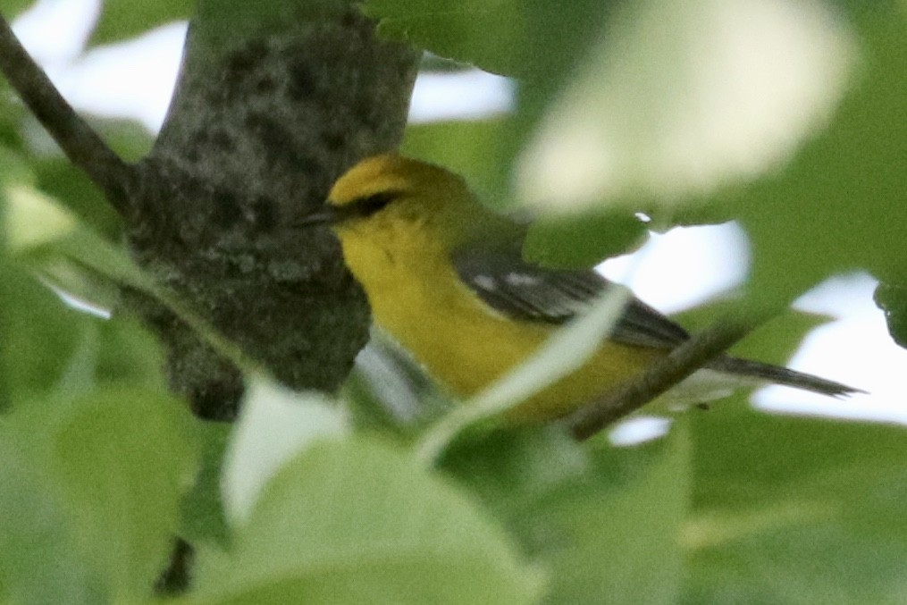 Blue-winged Warbler - ML350958721