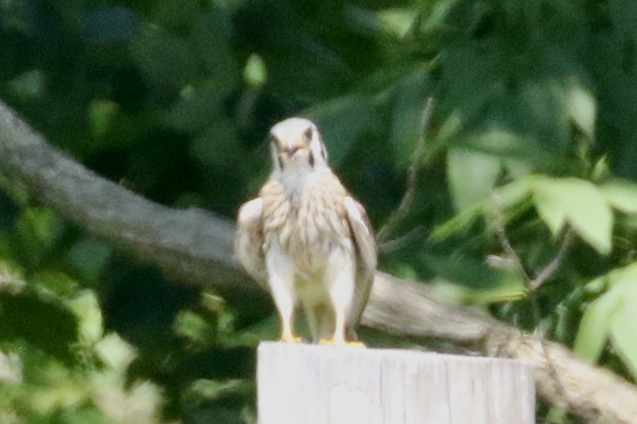 American Kestrel - ML350958841