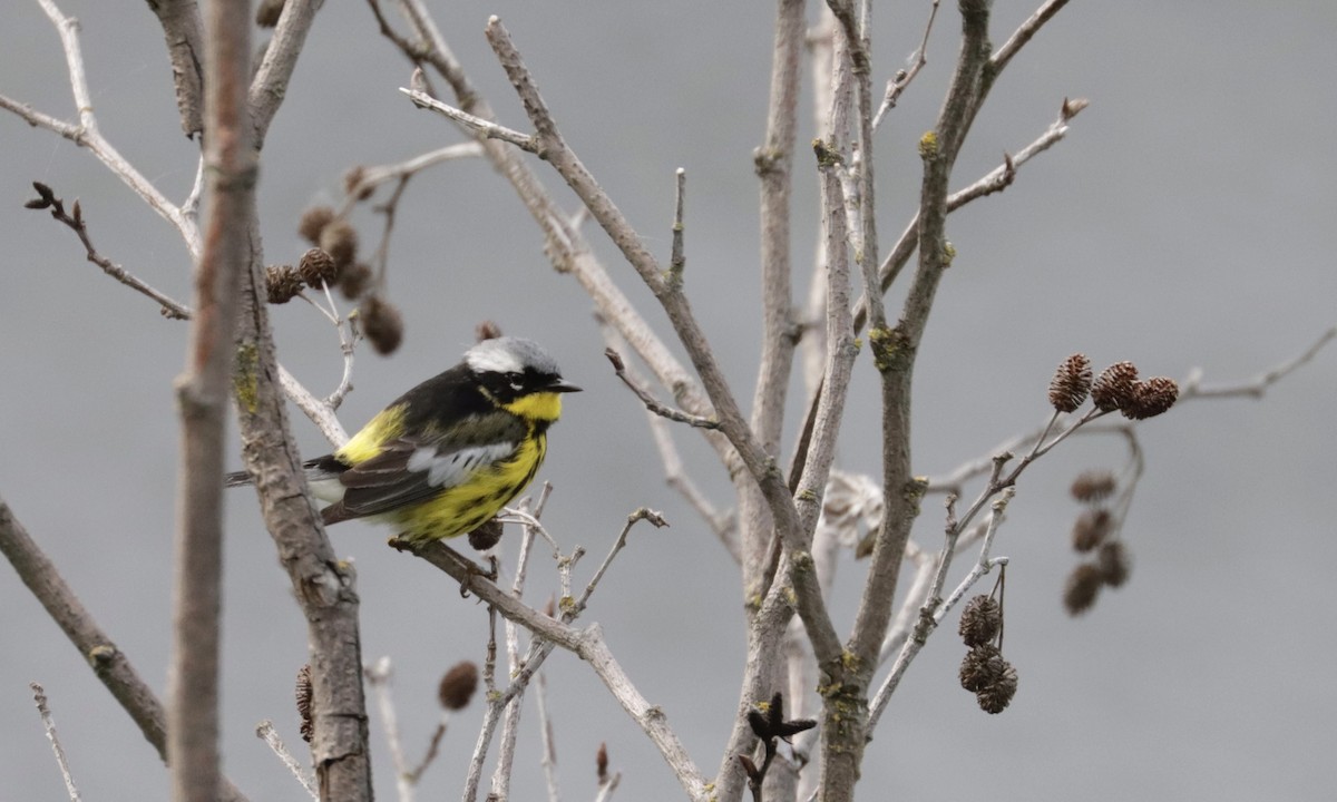 Magnolia Warbler - Marie-Pierre Rainville