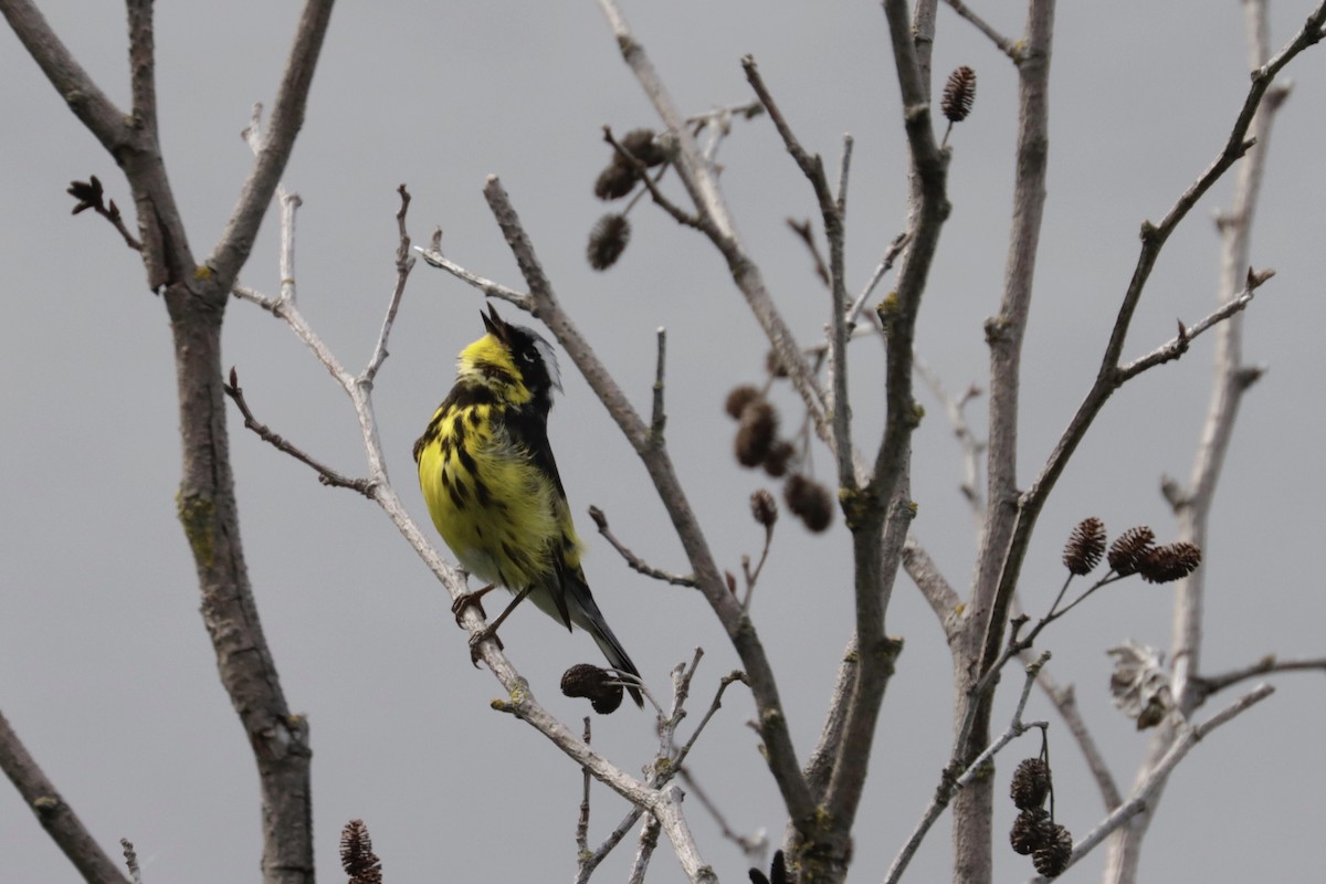 Magnolia Warbler - Marie-Pierre Rainville