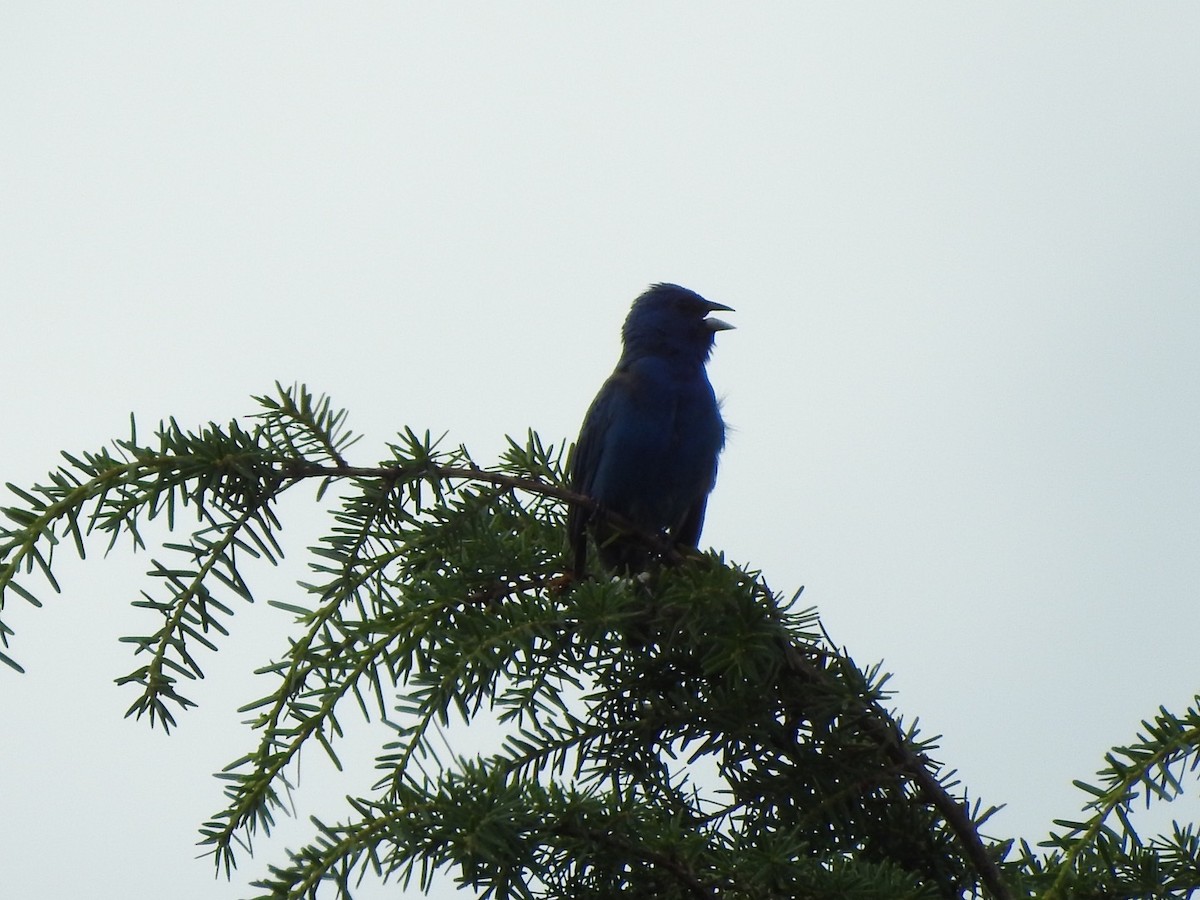 Indigo Bunting - ML350960021