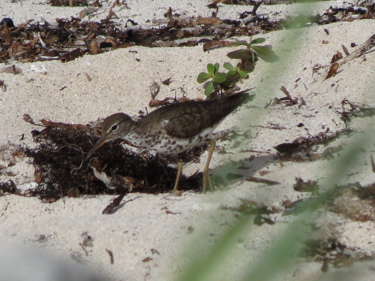Spotted Sandpiper - Brian Ahern